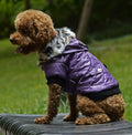 Warm autumn and winter fur collar coat for dogs photo 3